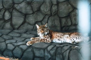 Экскурсия в экопарк Беремицкое: Музей диких котов
